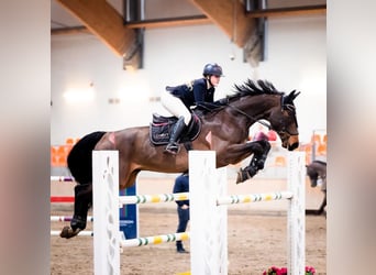 Media sangre polaco, Caballo castrado, 11 años, 173 cm, Castaño oscuro