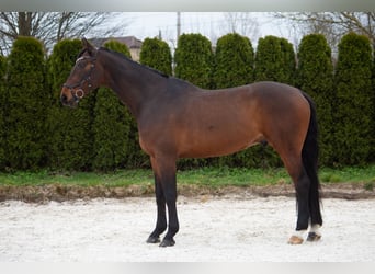 Media sangre polaco, Caballo castrado, 11 años, 176 cm, Castaño oscuro