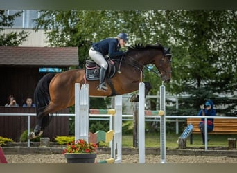 Media sangre polaco, Caballo castrado, 11 años, 176 cm, Castaño oscuro