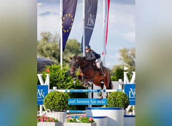 Media sangre polaco, Caballo castrado, 11 años, 176 cm, Castaño oscuro