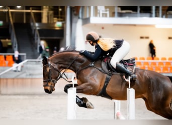 Media sangre polaco, Caballo castrado, 11 años, 176 cm, Castaño oscuro