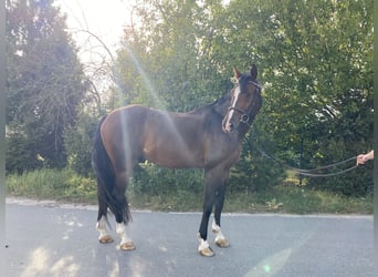 Media sangre polaco, Caballo castrado, 11 años, Castaño