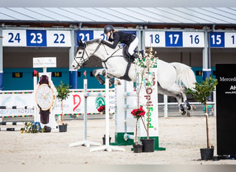 Media sangre polaco, Caballo castrado, 12 años, 164 cm, Tordo