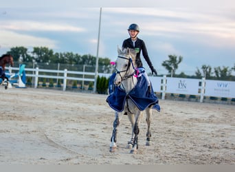 Media sangre polaco, Caballo castrado, 12 años, 164 cm, Tordo