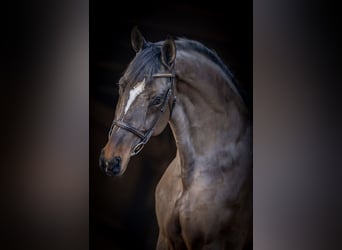 Media sangre polaco, Caballo castrado, 12 años, 172 cm, Castaño oscuro