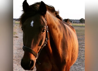 Media sangre polaco, Caballo castrado, 13 años, 162 cm, Castaño