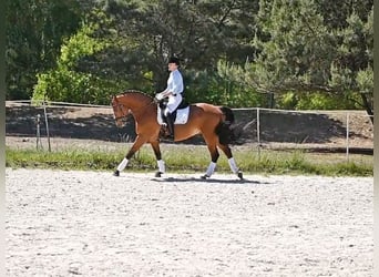 Media sangre polaco, Caballo castrado, 13 años, 165 cm, Castaño