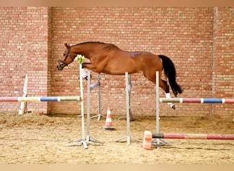 Media sangre polaco, Caballo castrado, 13 años, 165 cm, Castaño