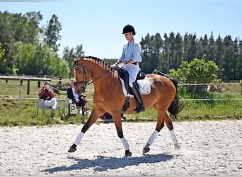 Media sangre polaco, Caballo castrado, 13 años, 165 cm, Castaño