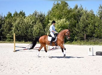 Media sangre polaco, Caballo castrado, 13 años, 165 cm, Castaño