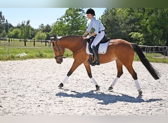 Media sangre polaco, Caballo castrado, 13 años, 165 cm, Castaño