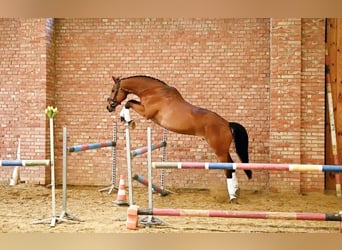 Media sangre polaco, Caballo castrado, 13 años, 165 cm, Castaño