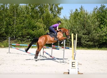 Media sangre polaco, Caballo castrado, 13 años, 165 cm, Castaño