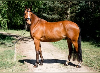 Media sangre polaco, Caballo castrado, 13 años, 165 cm, Castaño