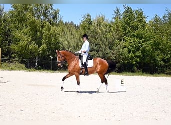 Media sangre polaco, Caballo castrado, 13 años, 165 cm, Castaño