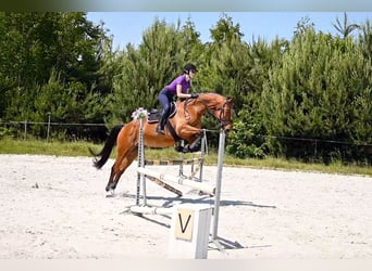 Media sangre polaco, Caballo castrado, 13 años, 165 cm, Castaño