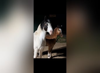Media sangre polaco, Caballo castrado, 14 años, 150 cm, Pío