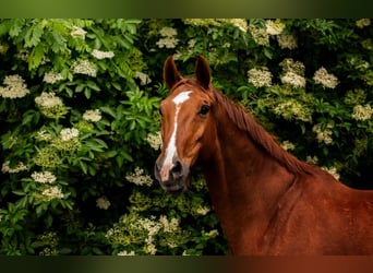 Media sangre polaco, Caballo castrado, 15 años, 172 cm, Alazán