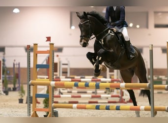 Media sangre polaco, Caballo castrado, 15 años, 173 cm, Castaño oscuro