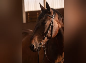 Media sangre polaco Mestizo, Caballo castrado, 16 años, 165 cm, Castaño