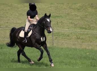 Media sangre polaco, Caballo castrado, 19 años, 164 cm, Castaño oscuro