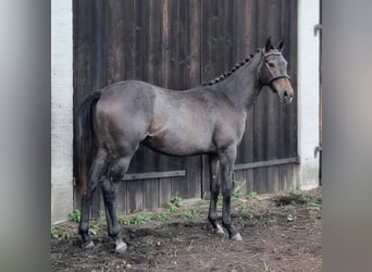 Media sangre polaco, Caballo castrado, 1 año, 160 cm, Tordo