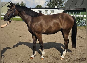 Media sangre polaco, Caballo castrado, 2 años, Morcillo