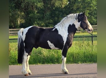 Media sangre polaco, Caballo castrado, 3 años, 149 cm, Pío