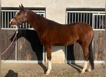 Media sangre polaco, Caballo castrado, 3 años, 158 cm, Castaño
