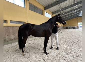 Media sangre polaco, Caballo castrado, 3 años, 165 cm, Negro