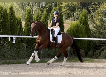 Media sangre polaco, Caballo castrado, 3 años, 170 cm, Castaño