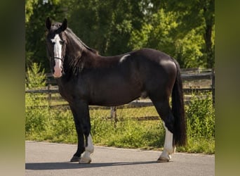 Media sangre polaco, Caballo castrado, 3 años, 170 cm, Negro