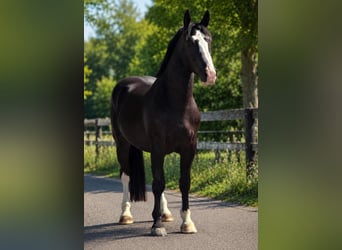 Media sangre polaco, Caballo castrado, 3 años, 170 cm, Negro