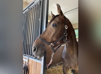 Media sangre polaco, Caballo castrado, 3 años, 172 cm, Morcillo