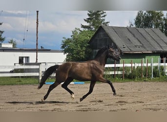 Media sangre polaco, Caballo castrado, 3 años, Castaño