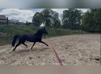 Media sangre polaco Mestizo, Caballo castrado, 4 años, 158 cm, Tordo
