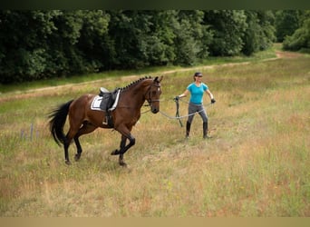 Media sangre polaco, Caballo castrado, 4 años, 163 cm