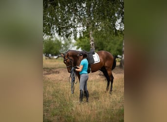 Media sangre polaco, Caballo castrado, 4 años, 163 cm