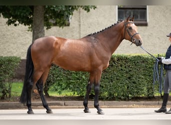 Media sangre polaco, Caballo castrado, 4 años, 163 cm