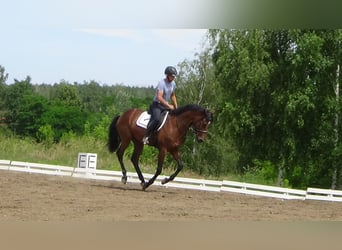 Media sangre polaco, Caballo castrado, 4 años, 163 cm