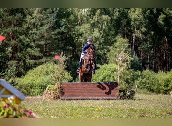 Media sangre polaco, Caballo castrado, 4 años, 165 cm, Castaño