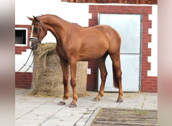 Media sangre polaco, Caballo castrado, 4 años, 168 cm, Alazán