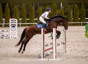 Media sangre polaco, Caballo castrado, 4 años, 168 cm, Castaño