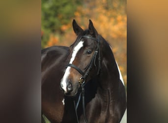 Media sangre polaco, Caballo castrado, 4 años, 168 cm, Pío