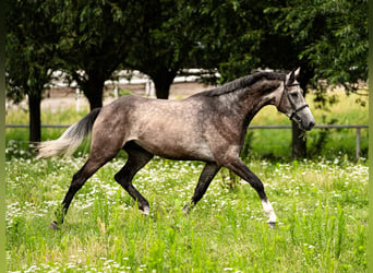 Media sangre polaco, Caballo castrado, 4 años, 168 cm, Tordo