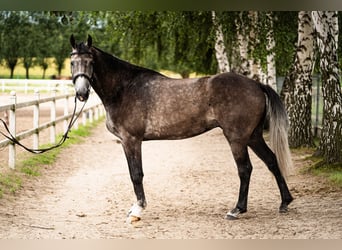 Media sangre polaco, Caballo castrado, 4 años, 168 cm, Tordo