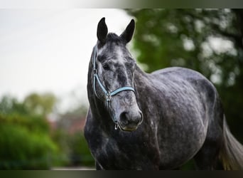 Media sangre polaco, Caballo castrado, 4 años, 170 cm, Tordo