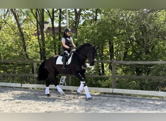 Media sangre polaco, Caballo castrado, 4 años, 172 cm, Negro