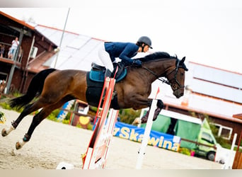 Media sangre polaco, Caballo castrado, 4 años, 173 cm, Castaño oscuro