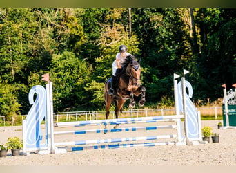 Media sangre polaco, Caballo castrado, 4 años, 173 cm, Castaño oscuro